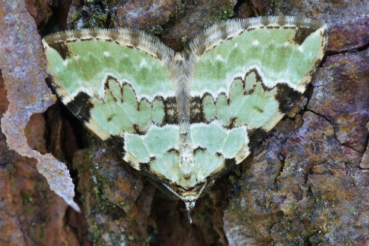 Colostygia pectinataria (Knoch, 1781) &copy; Hans Jonkman