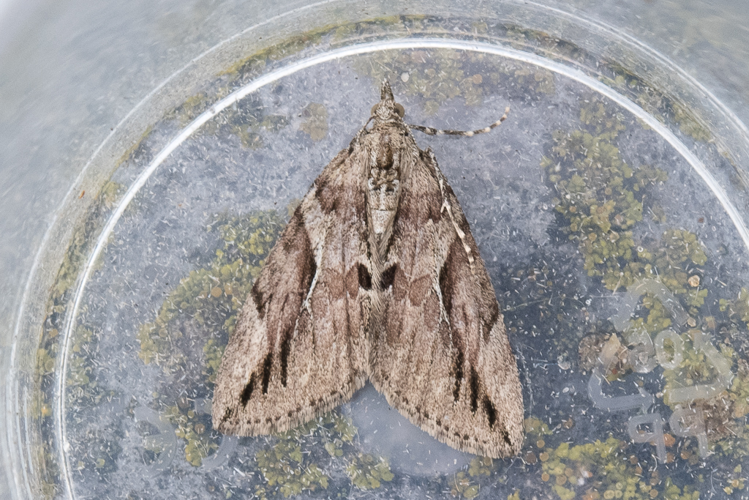 Thera cupressata (Geyer, 1831) &copy; Steeman Chris