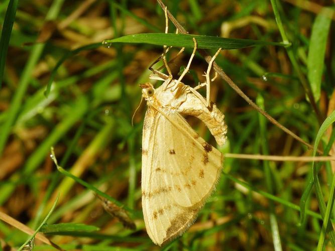 Gandaritis pyraliata (Denis & Schiffermüller, 1775) &copy; Hans Jonkman