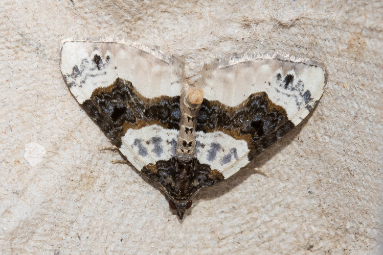 Cosmorhoe ocellata (Linnaeus, 1758) &copy; Steeman Chris