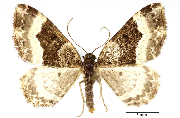 Euphyia unangulata (Haworth, 1809) &copy; De Prins Guido