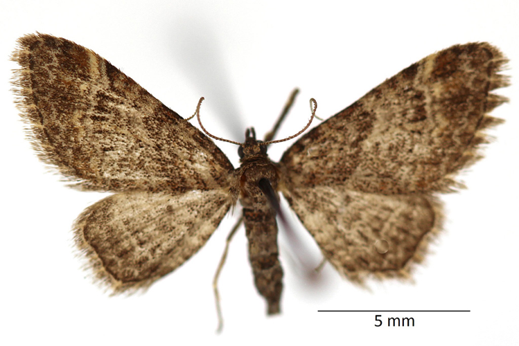 Gymnoscelis rufifasciata (Haworth, 1809) &copy; De Prins Guido