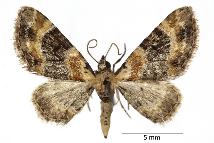 Eupithecia linariata (Denis & Schiffermüller, 1775) &copy; De Prins Guido