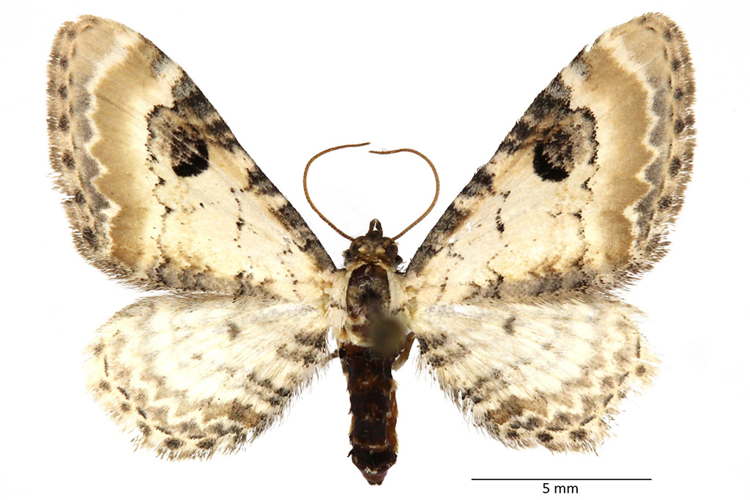 Eupithecia centaureata (Denis & Schiffermüller, 1775) &copy; De Prins Guido