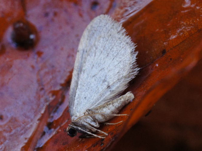 Operophtera brumata (Linnaeus, 1758) &copy; Hans Jonkman