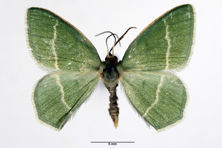 Nemoria viridata (Linnaeus, 1758) &copy; De Prins Willy