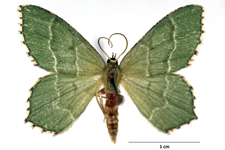 Hemithea aestivaria (Hübner, 1789) &copy; De Prins Guido
