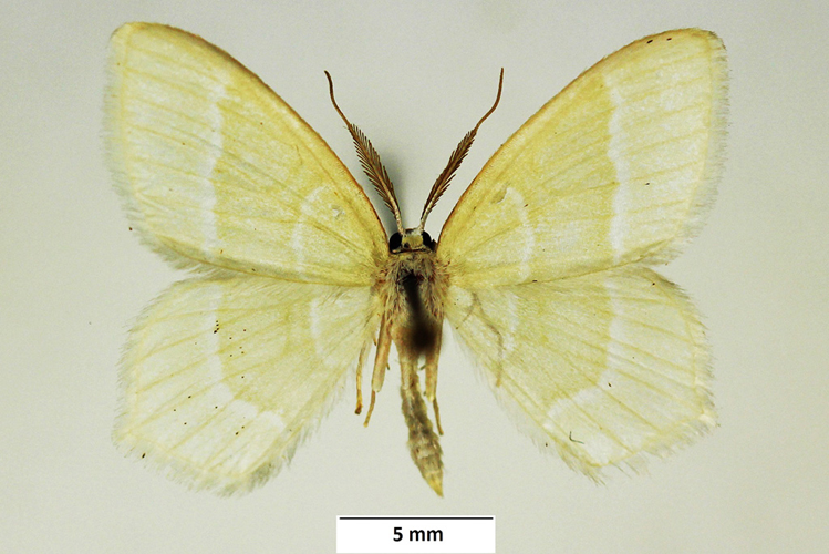 Jodis lactearia (Linnaeus, 1758) &copy; De Prins Guido