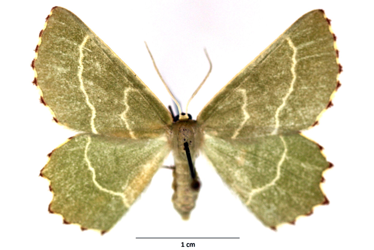 Thalera fimbrialis (Scopoli, 1763) &copy; De Prins Guido