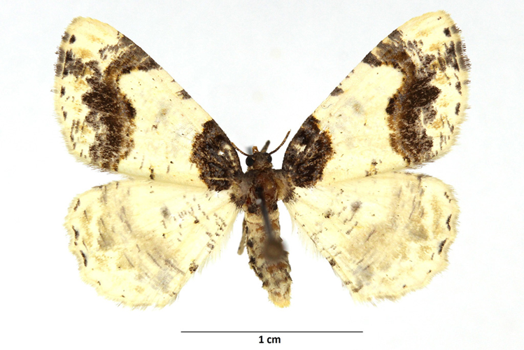 Ligdia adustata (Denis & Schiffermüller, 1775) &copy; De Prins Willy