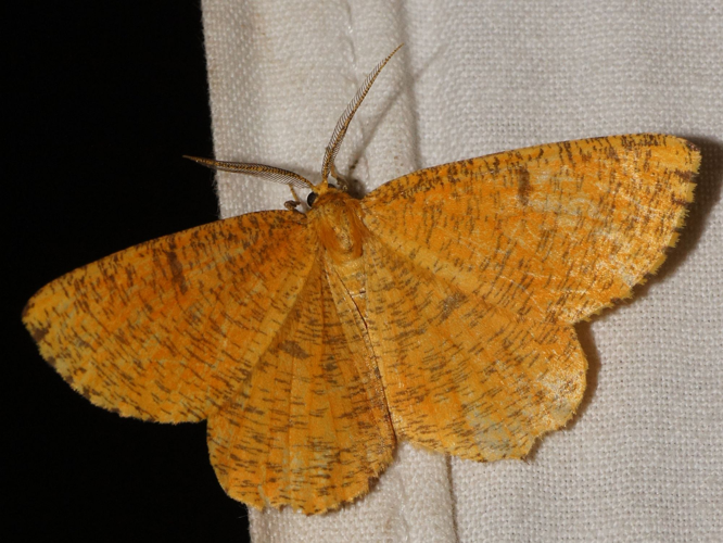 Angerona prunaria (Linnaeus, 1758) &copy; Hans Jonkman