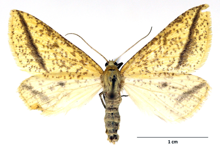 Aspilates gilvaria (Denis & Schiffermüller, 1775) &copy; De Prins Guido