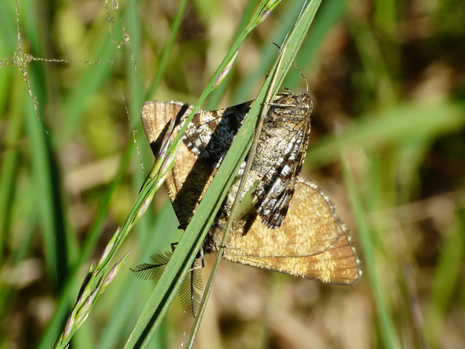 Ematurga atomaria (Linnaeus, 1758) &copy; Bert de Ruiter