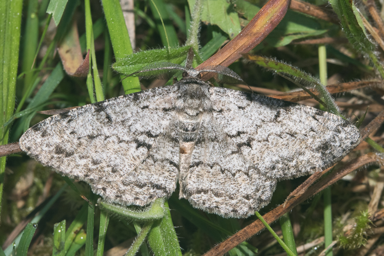 Hypomecis roboraria (Denis & Schiffermüller, 1775) &copy; Steeman Chris