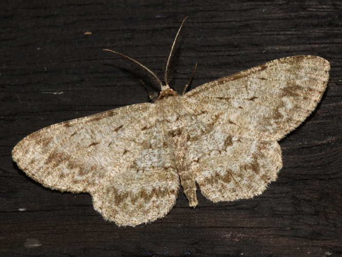 Hypomecis punctinalis (Scopoli, 1763) &copy; Hans Jonkman