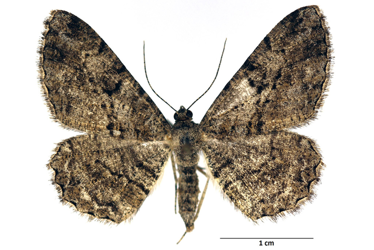 Peribatodes rhomboidaria (Denis & Schiffermüller, 1775) &copy; De Prins Guido