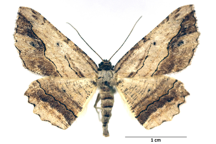 Menophra abruptaria (Thunberg, 1792) &copy; De Prins Guido
