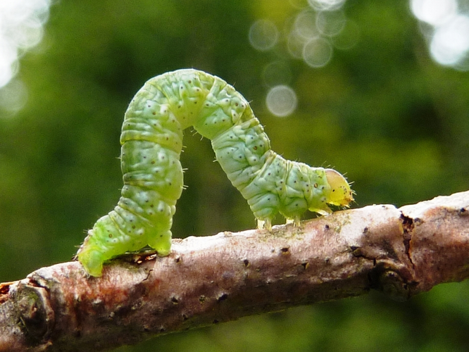 Lomaspilis marginata (Linnaeus, 1758) &copy; Hans Jonkman