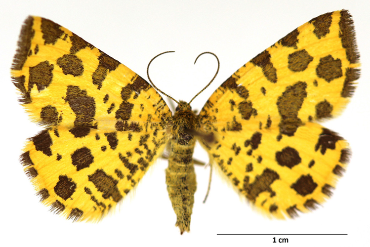 Pseudopanthera macularia (Linnaeus, 1758) &copy; De Prins Willy