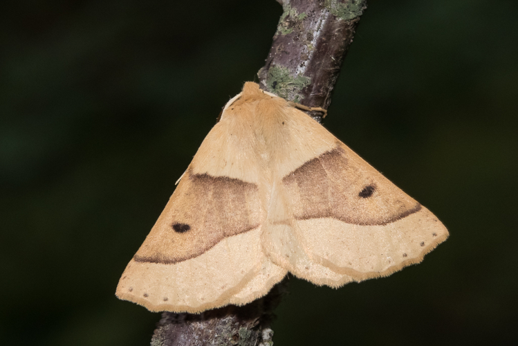 Crocallis elinguaria (Linnaeus, 1758) &copy; Steeman Chris