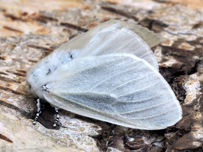 Leucoma salicis (Linnaeus, 1758) &copy; Henk van Woerden