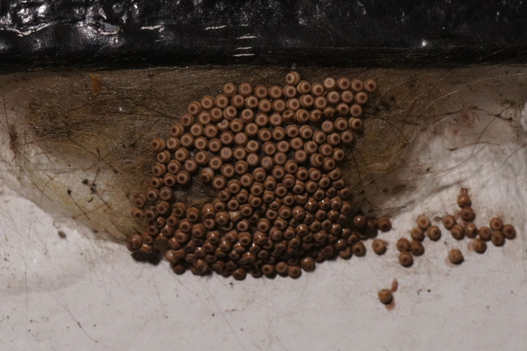 Orgya antiqua (Linnaeus, 1758) &copy; Hans Jonkman