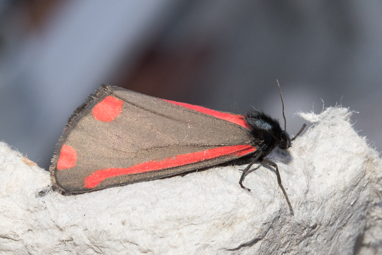 Tyria jacobaeae (Linnaeus, 1758) &copy; Steeman Chris