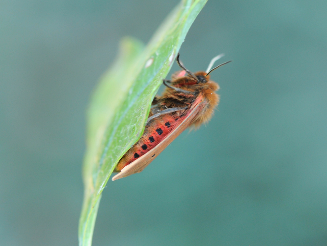 Phragmatobia fuliginosa (Linnaeus, 1758) &copy; Wijnand van Buuren
