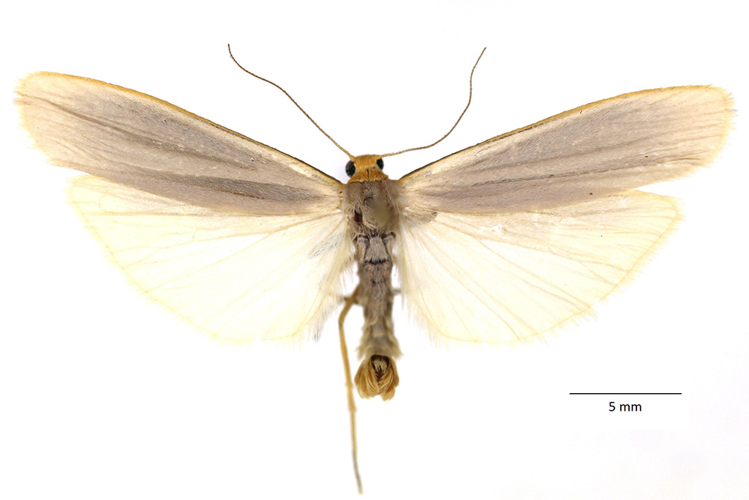 Eilema caniola (Hübner, 1808) &copy; De Prins Willy & Guido