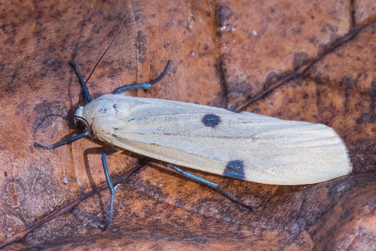 Lithosia quadra (Linnaeus, 1758) &copy; Steeman Chris
