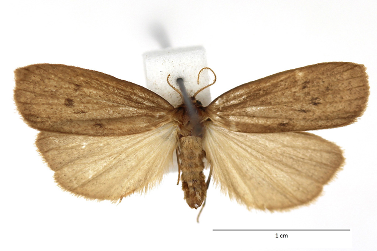 Pelosia obtusa (Herrich-Schäffer, 1852) &copy; De Prins Guido