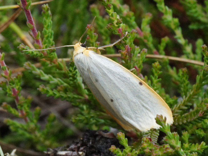 Cybosia mesomella (Linnaeus, 1758) &copy; Hans Jonkman