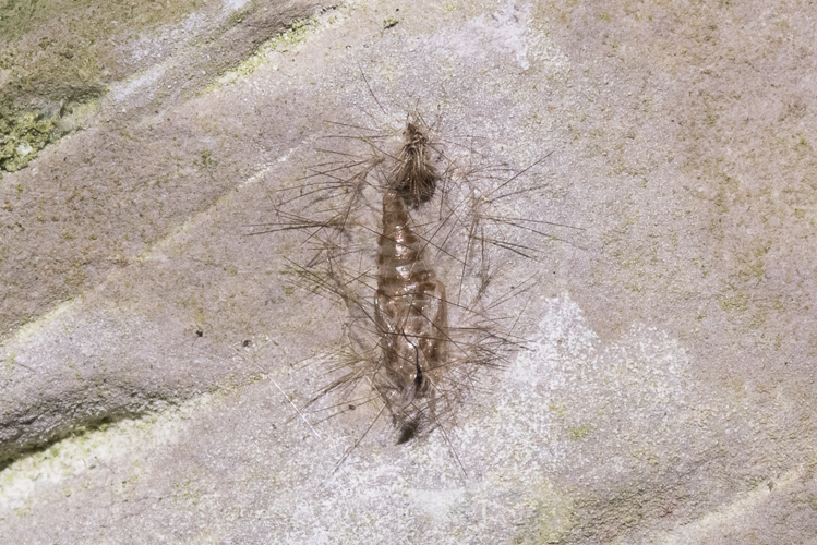 Nudaria mundana (Linnaeus, 1761) &copy; Steeman Chris