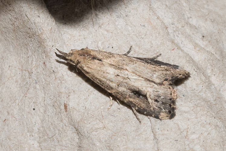 Schrankia costaestrigalis (Stephens, 1834) &copy; Steeman Chris