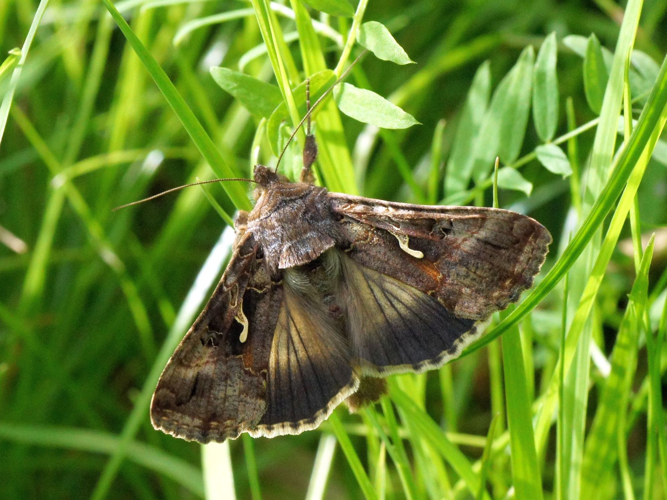 Autographa gamma (Linnaeus, 1758) &copy; Hans Jonkman