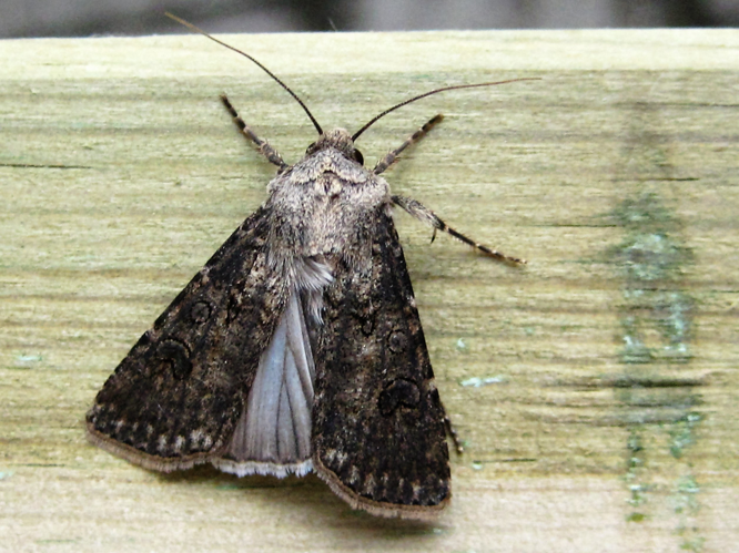 Agrotis segetum (Denis & Schiffermüller, 1775) &copy; Martien van den Heuvel