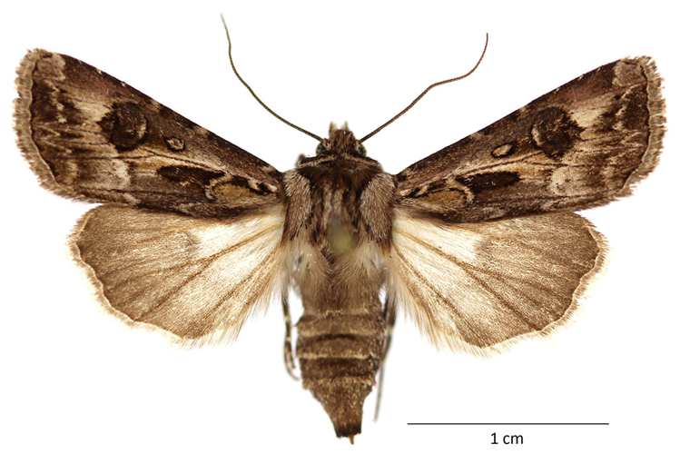 Agrotis vestigialis (Hufnagel, 1766) &copy; De Prins Guido