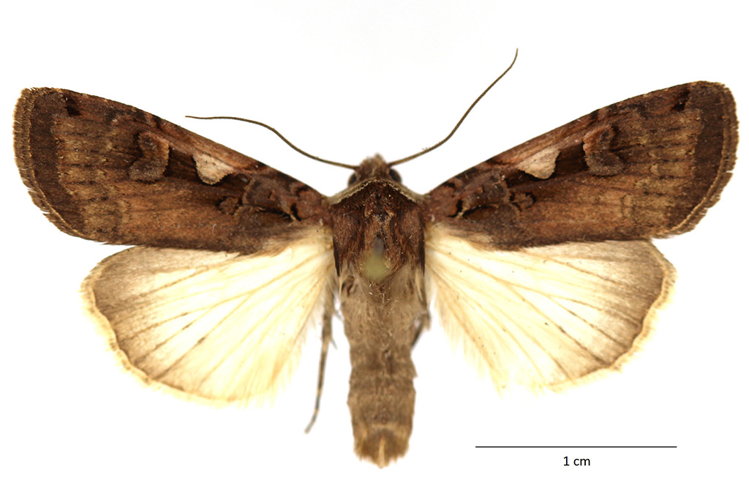Xestia c-nigrum (Linnaeus, 1758) &copy; De Prins Guido