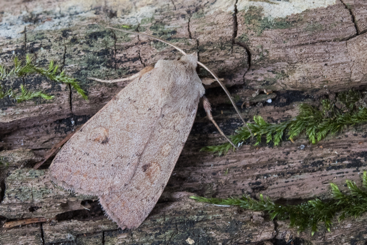 Xestia castanea (Esper, 1798) &copy; Steeman Chris