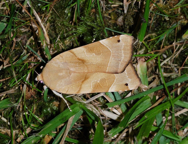 Noctua fimbriata (Schreber, 1759) &copy; Louis Westgeest