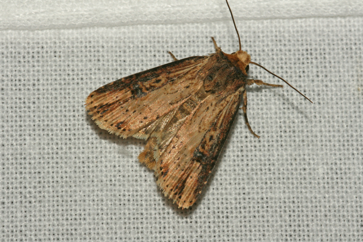 Axylia putris (Linnaeus, 1761) &copy; Jan Kersten