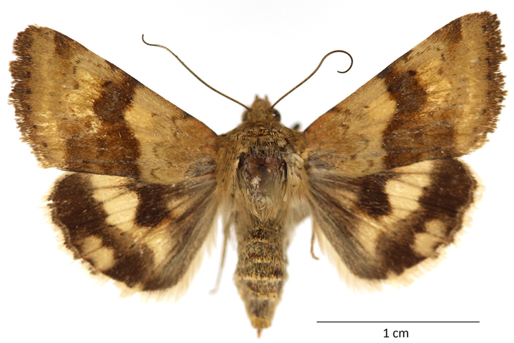 Heliothis dipsacea (Linnaeus, 1767) &copy; De Prins Guido