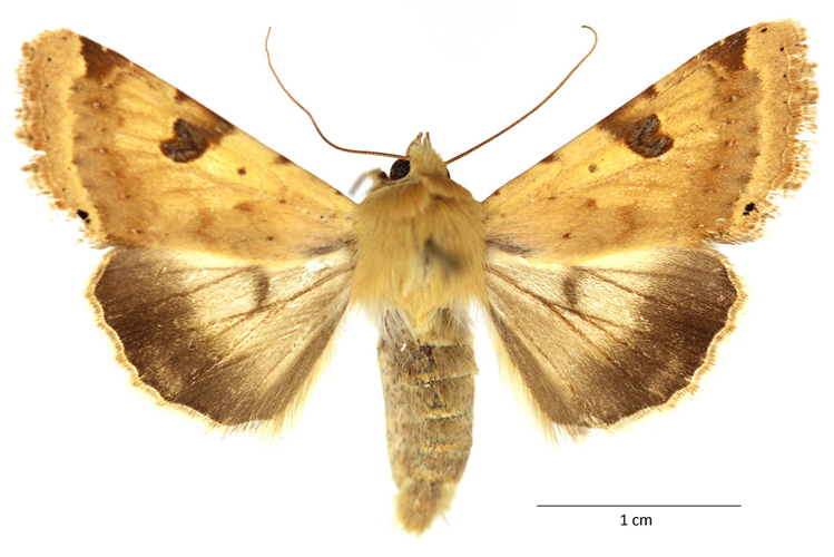 Heliothis peltigera (Denis & Schiffermüller, 1775) &copy; De Prins Willy & Guido