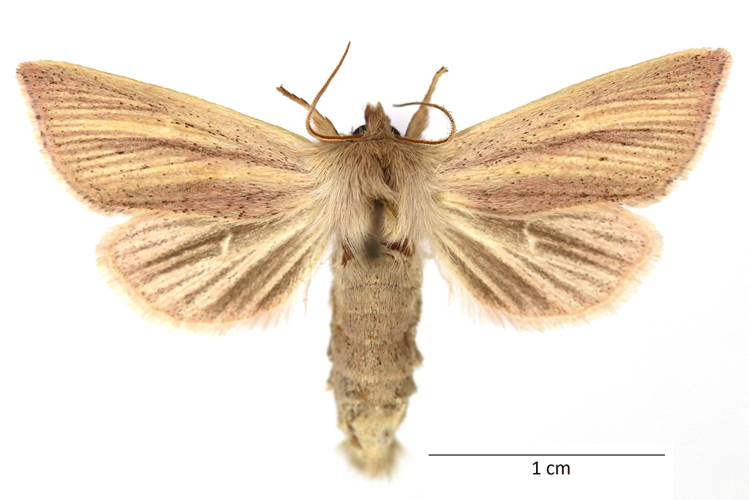 Sedina buettneri (E. Hering, 1858) &copy; De Prins Guido