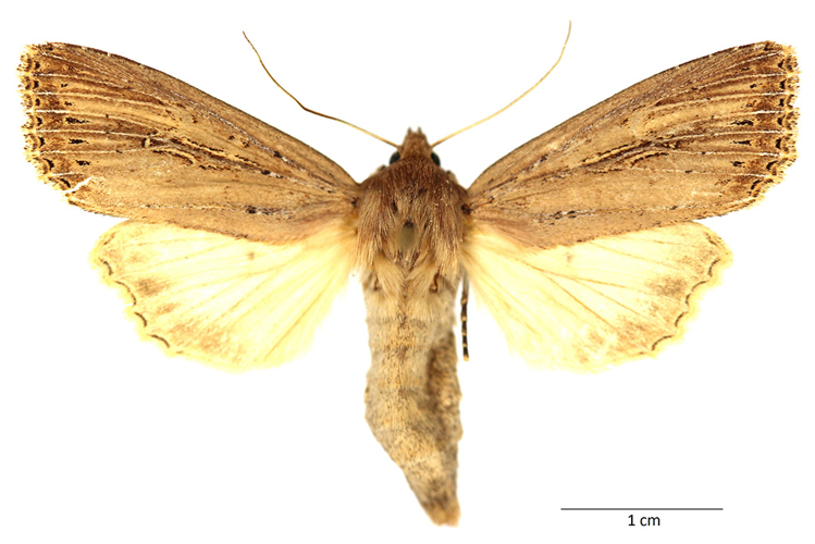 Nonagria typhae (Thunberg, 1784) &copy; De Prins Guido
