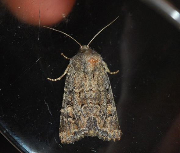 Luperina testacea (Denis & Schiffermüller, 1775) &copy; Louis Westgeest