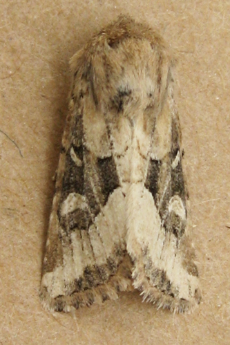 Luperina dumerilii (Duponchel, 1827) &copy; Snyers Chris