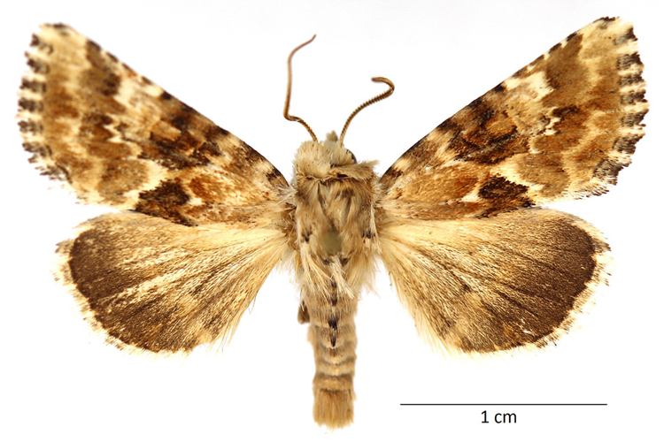 Eremobia ochroleuca (Denis & Schiffermüller, 1775) &copy; De Prins Guido