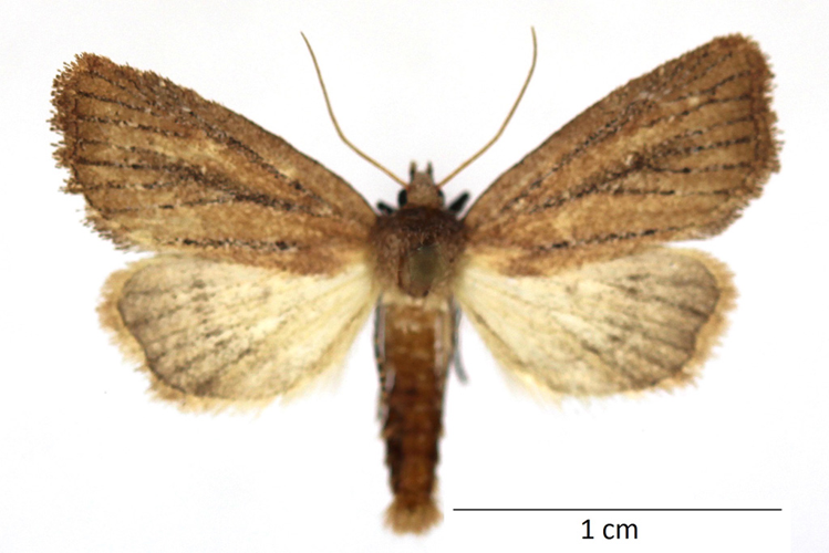 Coenobia rufa (Haworth, 1809) &copy; De Prins Willy & Guido