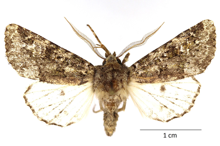 Eumichtis lichenea (Hübner, 1813) &copy; De Prins Guido